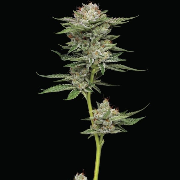 Durban Poison Auto (Humboldt Seed Company) Feminized