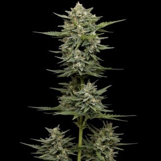Vanilla Latte Autoflower (Humboldt Seed Company) Feminized