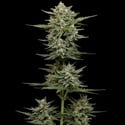 Vanilla Latte Autoflower (Humboldt Seed Company) Feminized