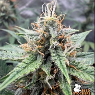 Drizl Pickl Autoflower (Seedstockers) Feminized