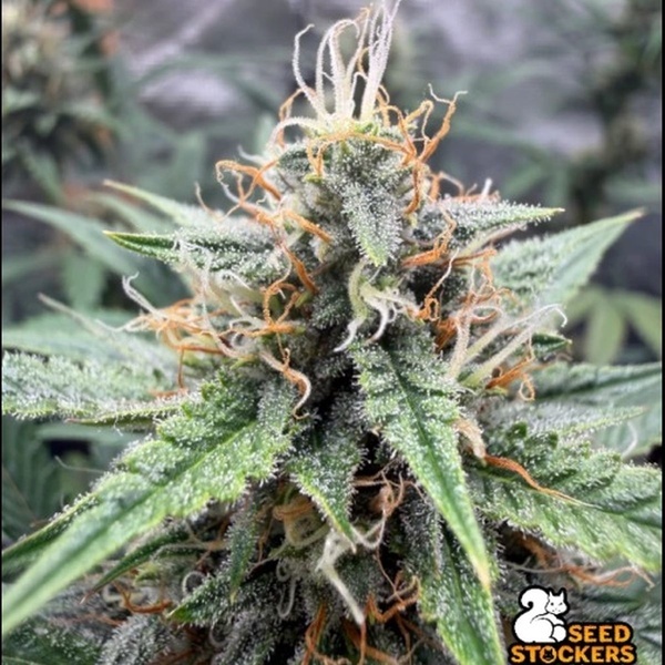 Drizl Pickl Autoflower (Seedstockers) Feminized