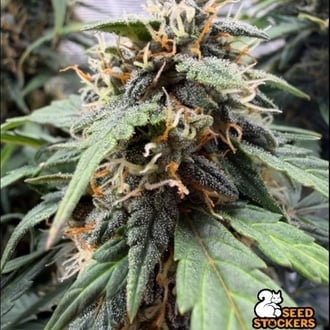 F.U.H (F*cked Up Hippy) Autoflower (Seedstockers) Feminized