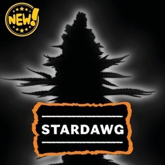 Stardawg Autoflower (Seedstockers) Feminized