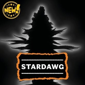 Stardawg Autoflower (Seedstockers) Feminized