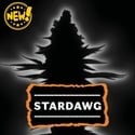 Stardawg Autoflower (Seedstockers) Feminized