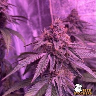 Barcelona Puff (Seedstockers) Feminized