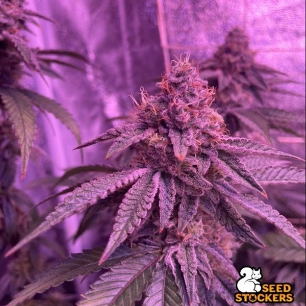 Barcelona Puff (Seedstockers) Feminized