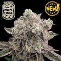 Drizl Pickl (Seedstockers) Feminized