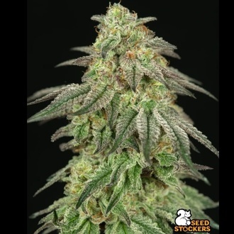 FUH F*cked Up Hippy (Seedstockers) Feminized