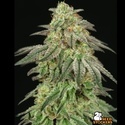 FUH F*cked Up Hippy (Seedstockers) Feminized
