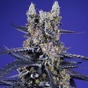 Super Boof XL Auto (Sweet Seeds) Feminized