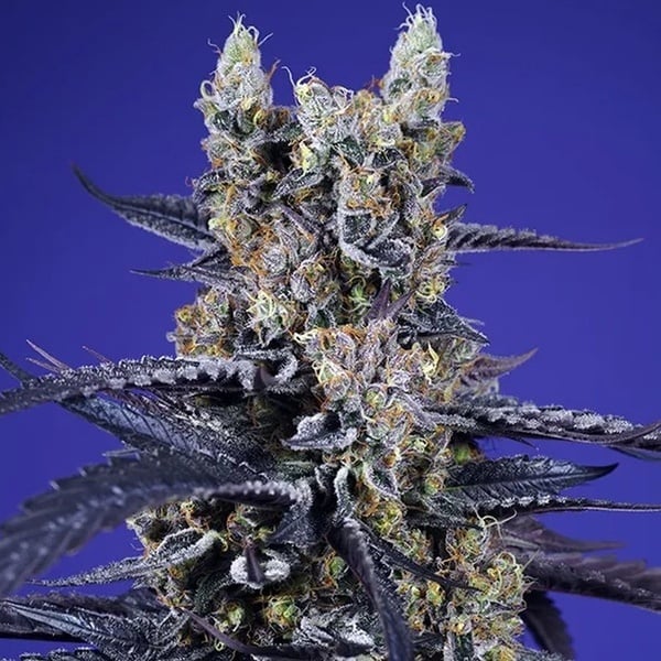 Super Boof XL Auto (Sweet Seeds) Feminized