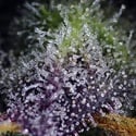 Super Boof XL Auto (Sweet Seeds) Feminized