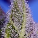Permanent Marker XL Auto (Sweet Seeds) Feminized