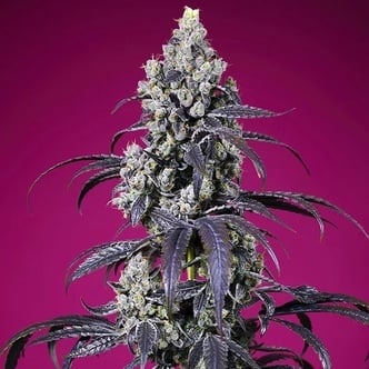 Tropicanna Cherry XL Auto (Sweet Seeds) Feminized