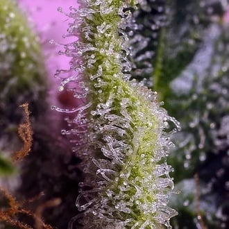 Gelonade (Sweet Seeds) feminized