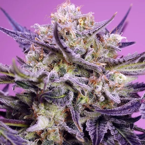 Pink Guava F1 Fast Version (Sweet Seeds) Feminized