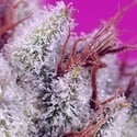 Pink Guava F1 Fast Version (Sweet Seeds) Feminized