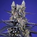 Delicious & Resinous Mix Auto (Sweet Seeds) Feminized