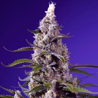 American Pie Mix (Sweet Seeds) Feminized