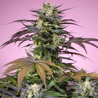 Terp Explosion Mix (Sweet Seeds) Feminized