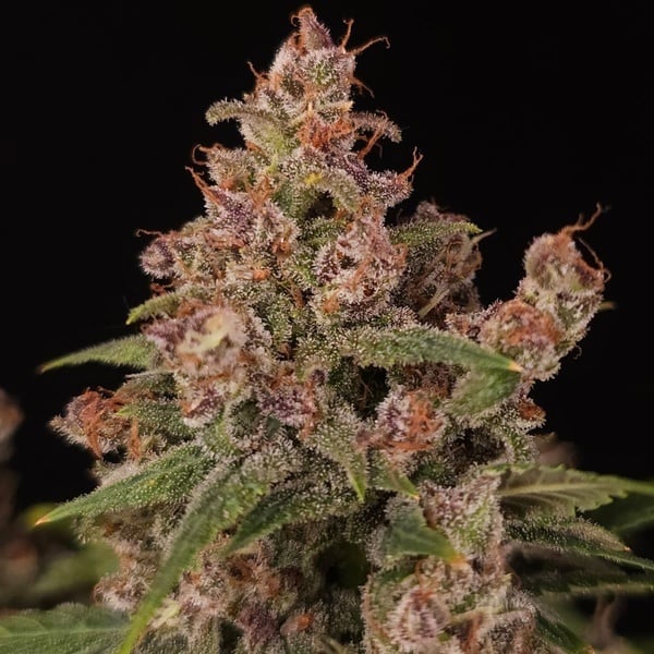 Banana Purple Auto (Paradise Seeds) Feminized