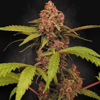 Banana Purple Auto (Paradise Seeds) Feminized