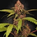 Banana Purple Auto (Paradise Seeds) Feminized