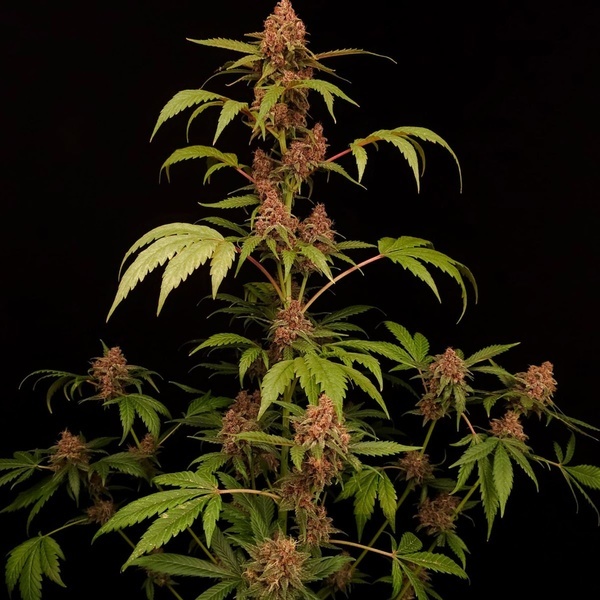 Banana Purple Auto (Paradise Seeds) Feminized