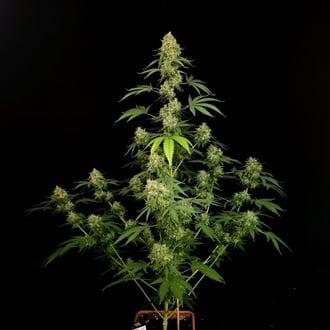 Tropical Fruit Cake (Paradise Seeds) Feminized