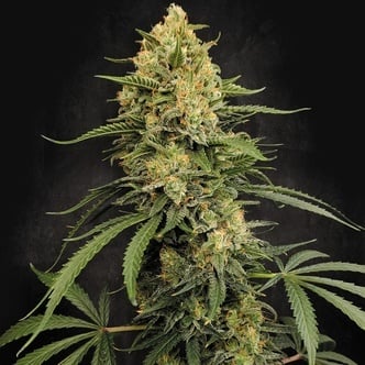 Zesty Bliss (Paradise Seeds) feminized