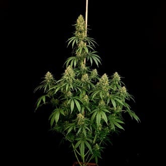 Zesty Bliss (Paradise Seeds) Feminized