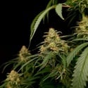 Zesty Bliss (Paradise Seeds) Feminized