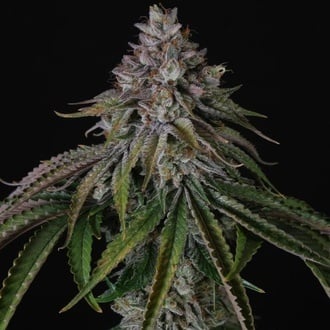 Velvet Mist (Paradise Seeds) Feminized