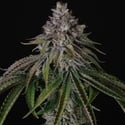 Velvet Mist (Paradise Seeds) Feminized