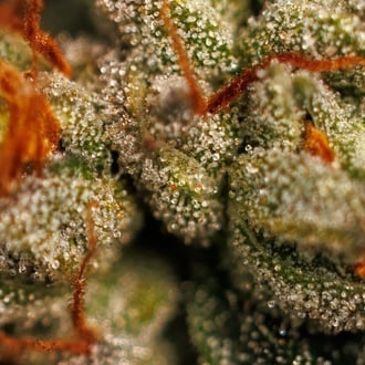 Velvet Mist (Paradise Seeds) Feminized