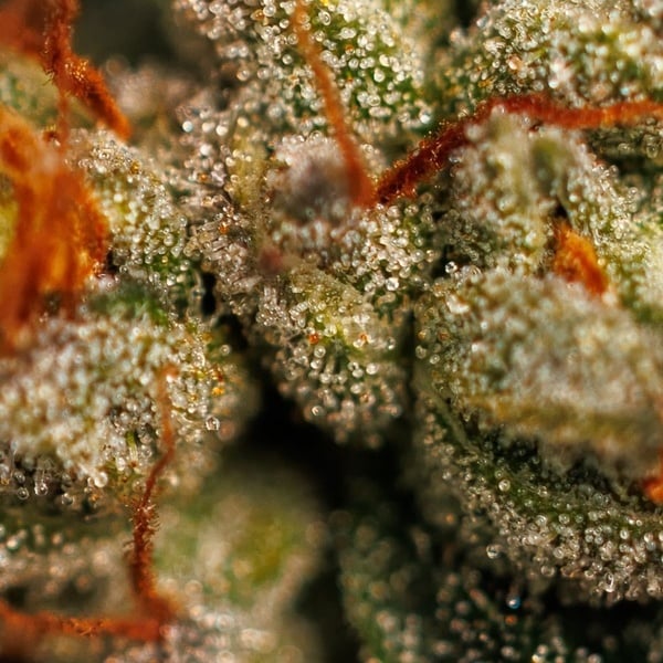 Velvet Mist (Paradise Seeds) Feminized