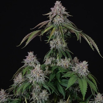 Velvet Mist (Paradise Seeds) Feminized
