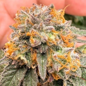 Auto Kingston Punch (Dutch Passion) Feminized