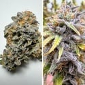 Auto Kingston Punch (Dutch Passion) Feminized