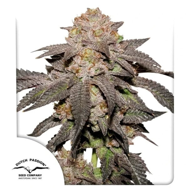 Kingston Punch (Dutch Passion) Feminized
