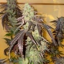 Kingston Punch (Dutch Passion) Feminized