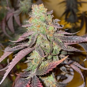 Kingston Punch (Dutch Passion) Feminized