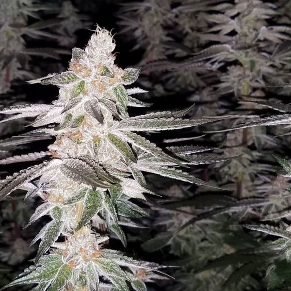 Kingston Punch (Dutch Passion) Feminized