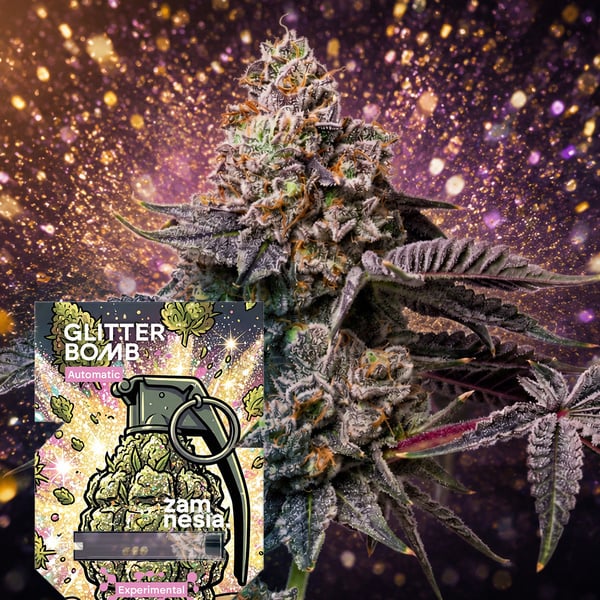 Glitter Bomb Autoflower (Zamnesia Seeds) Feminized