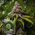 Toad Venom Autoflower (Zamnesia Seeds) Feminized
