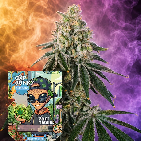 Cap Junky Autoflower (Zamnesia Seeds) Feminized