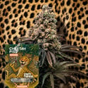 Cheetah Piss Autoflower (Zamnesia Seeds) Feminized
