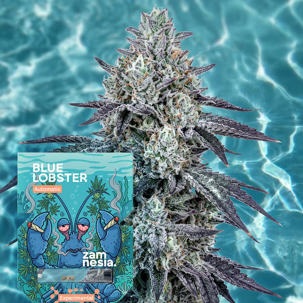 Blue Lobster Autoflower (Zamnesia Seeds) Feminized