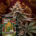 Khalifa Kush Autoflower (Zamnesia Seeds) Feminized